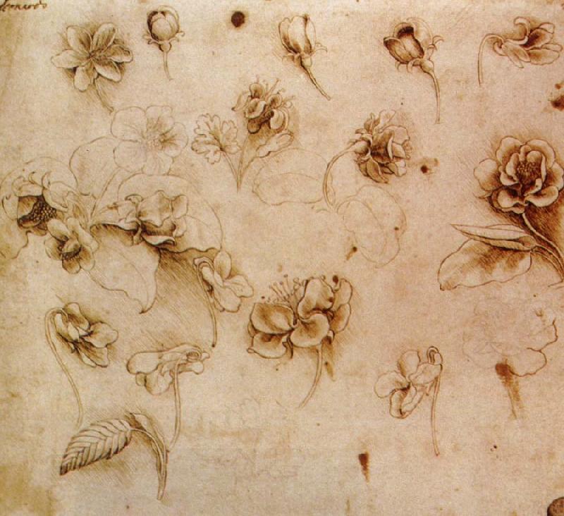 Leonardo  Da Vinci Flower Studies